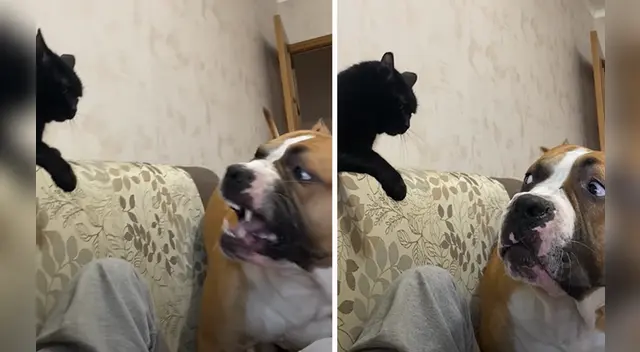 El cómico momento entre el can y el felino generó la risa de miles de usuarios en las redes sociales.