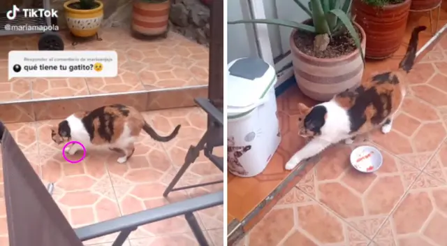 El gato actor se volvió viral en TikTok. El gato actor se volvió viral en TikTok.