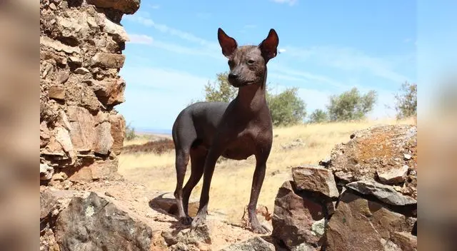 El perro sin pelo del Perú o viringo es oriundo de las civilizaciones preíncas. El perro sin pelo del Perú o viringo es oriundo de las civilizaciones preíncas.