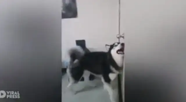Perrito se revela contra la novia de su dueño y escena se vuelve viral. Perrito se revela contra la novia de su dueño y escena se vuelve viral.