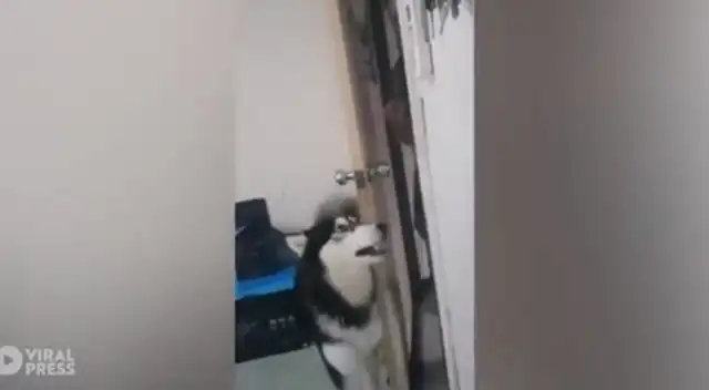 Perrito se revela contra la novia de su dueño y escena se vuelve viral Perrito se revela contra la novia de su dueño y escena se vuelve viral