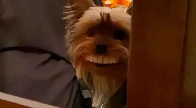 El comportamiento del can hizo estallar de risa a miles de usuarios en las redes sociales.