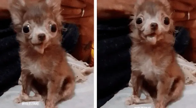 El comportamiento del can hizo estallar de risa a miles de usuarios en las redes sociales.