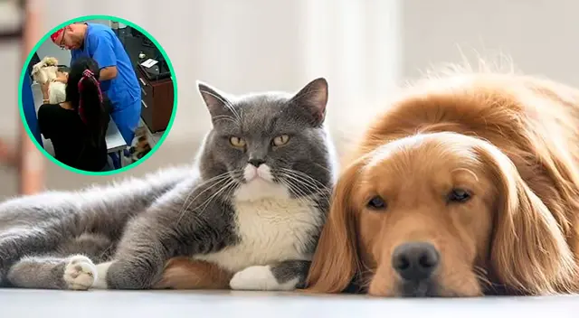 El comportamiento del can hizo estallar de risa a miles de usuarios en las redes sociales.