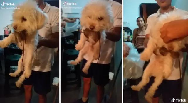 El comportamiento del can hizo estallar de risa a miles de usuarios en las redes sociales.