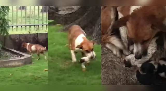 La emotiva escena conmovió a miles de usuarios en YouTube.