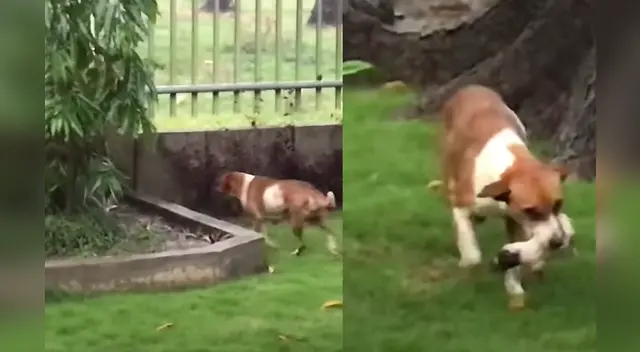 La escena fue captado por los vecinos del lugar que no dudaron en compartirlo en las redes sociales.