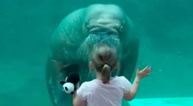 El preciso momento donde la morsa le envía un beso a la pequeña.