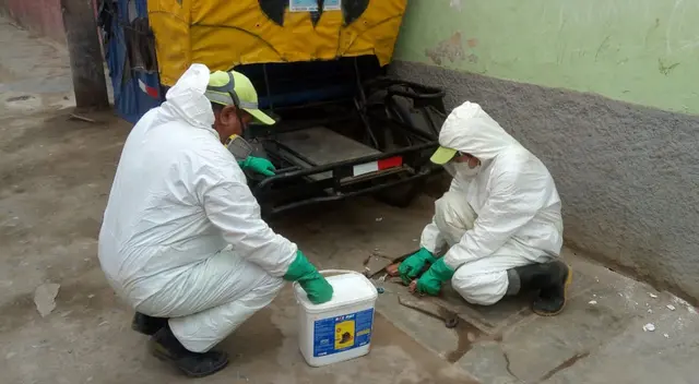 Realizan campaña para el control de ratas en asentamiento humano de Surco.