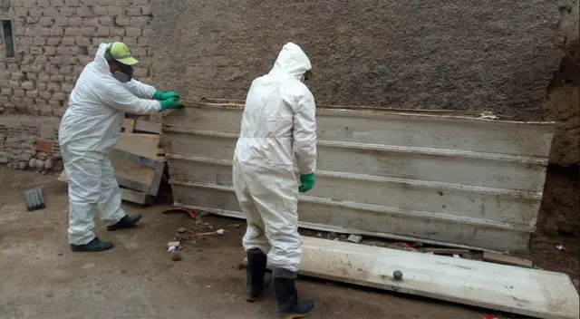 Realizan campaña para el control de ratas en asentamiento humano de Surco.