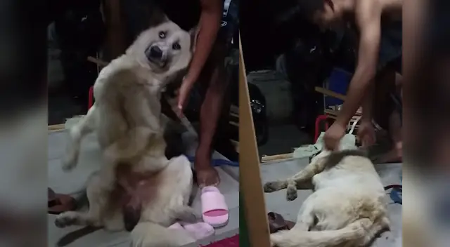 La cómica escena desató la risa de miles de usuarios en las redes sociales.