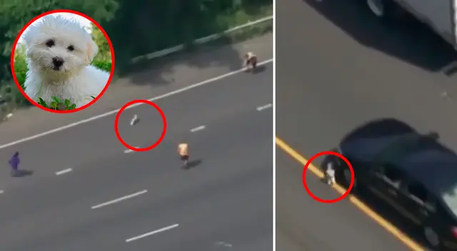 El pequeño Bichón maltés poniendo en aprietos a los policías. El pequeño Bichón maltés poniendo en aprietos a los policías.