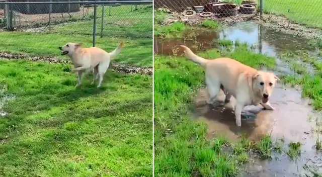 Escenas del perrito labrador en el charco. Escenas del perrito labrador en el charco.