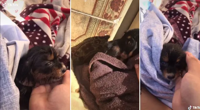 La joven contó que sus perros fueron envenenados por sus vecinos.