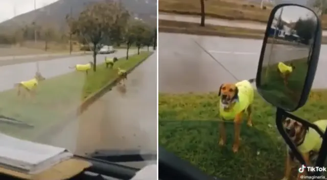 Los divertidos perritos fiscalizadores son la sensación de TikTok.