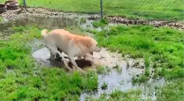 Escenas del perrito labrador en el charco.