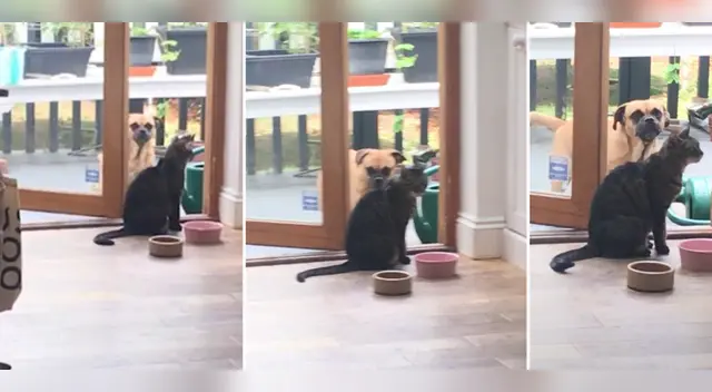 La cómica escena causó la risa de miles de internautas en las redes sociales.