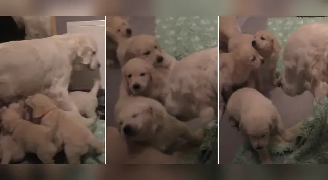 El particular momento desató las risas de miles de usuarios en las redes sociales. El particular momento desató las risas de miles de usuarios en las redes sociales.