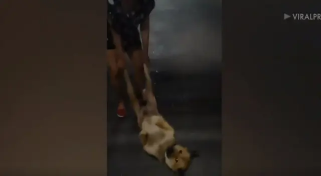 Un travieso cachorro sorprendió a miles con su increíble reacción al no querer ingresar a su casa.