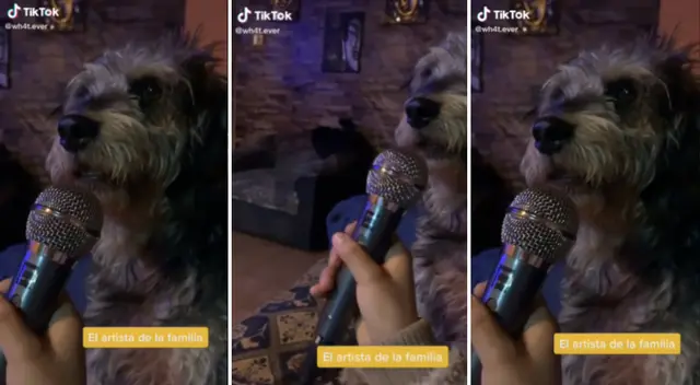 El video del perrito es viral en TikTok.