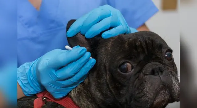 La otitis es una enfermedad de presentación frecuente en los perros. La otitis es una enfermedad de presentación frecuente en los perros.