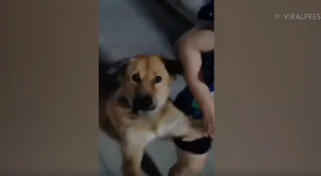 El video se hizo viral en YouTube, donde cientos de seguidores no pararon de reír por el increíble comportamiento del perro.