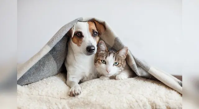 Ahora sí llegó el frío y así como nosotros desempolvamos chompas y abrigos, nuestras mascotas también necesitan de algunos cambios en sus rutinas para cuidarse durante esta temporada.