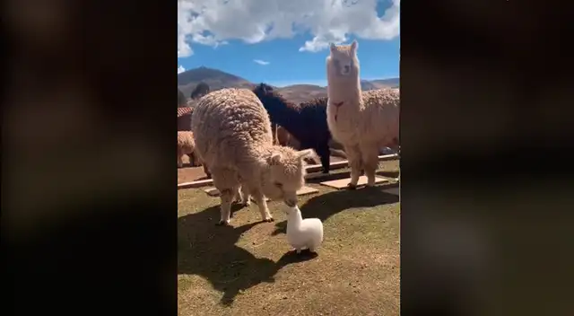 Alpaca cree que el peluche es uno de ellos.