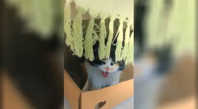 La pequeña Ravena en pleno parpeo. La pequeña Ravena en pleno parpeo.