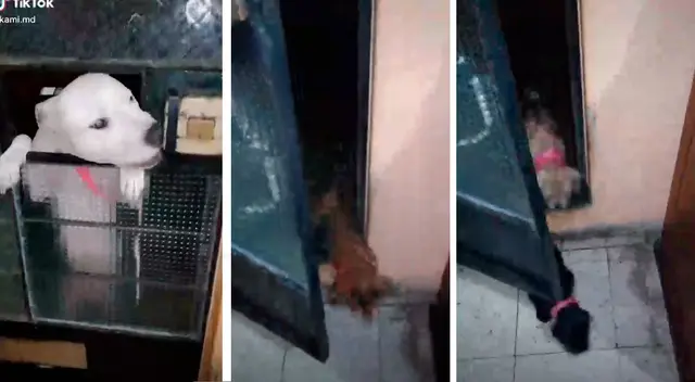 Perritos TikTok Perritos TikTok