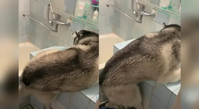 La divertida escena causó sensación en las redes sociales.