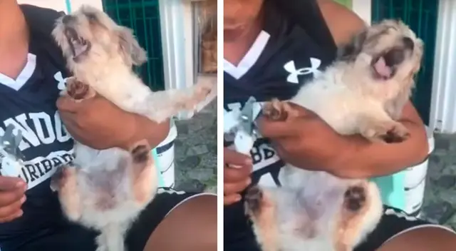 El dramático comportamiento de una perrita al ver que su dueño le cortará las uñas El dramático comportamiento de una perrita al ver que su dueño le cortará las uñas