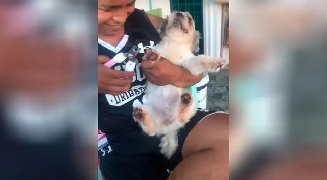 El dramático comportamiento de una perrita al ver que su dueño le cortará las uñas El dramático comportamiento de una perrita al ver que su dueño le cortará las uñas
