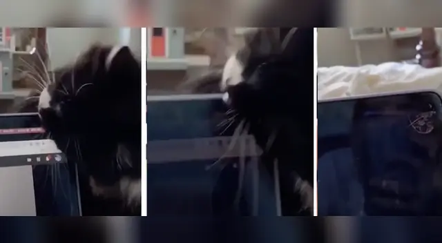 La travesura del felino causó la risa de varios usuarios en las redes sociales. La travesura del felino causó la risa de varios usuarios en las redes sociales.