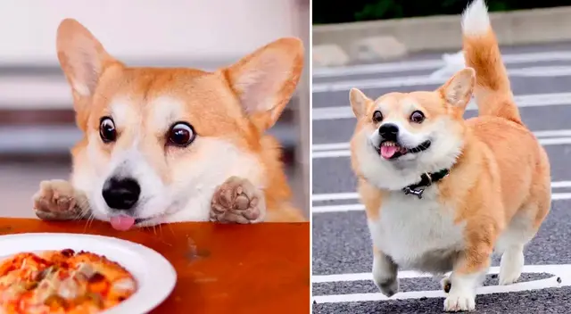 Gensaku, perrito corgi con peculiar expresión facial. Gensaku, perrito corgi con peculiar expresión facial.