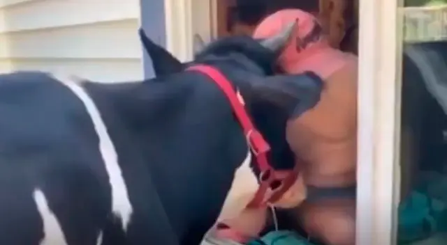 Vaca le pide a su dueño que la abrace por las mañanas y escena conmueve a todos Vaca le pide a su dueño que la abrace por las mañanas y escena conmueve a todos