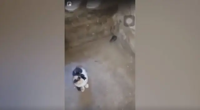 La acción del ratón no sorprendió en lo más mínimo al gato, incluso dejó que se sentara sobre él. El clip fue registrado por el dueño del gato, quien solo atinó a reír al ver la divertida escena.