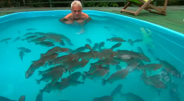 Hombre se metió a una piscina llena de pirañas y cuenta su experiencia Hombre se metió a una piscina llena de pirañas y cuenta su experiencia