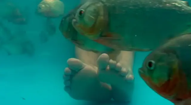 Hombre se metió a una piscina llena de pirañas y cuenta su experiencia Hombre se metió a una piscina llena de pirañas y cuenta su experiencia