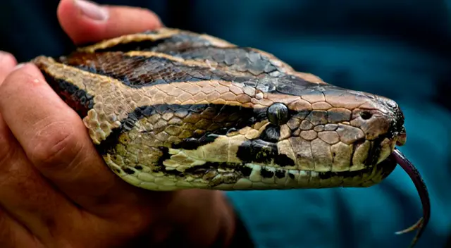 Hombre descubre que su gallo favorito había sido devorado por una pitón gigante Hombre descubre que su gallo favorito había sido devorado por una pitón gigante