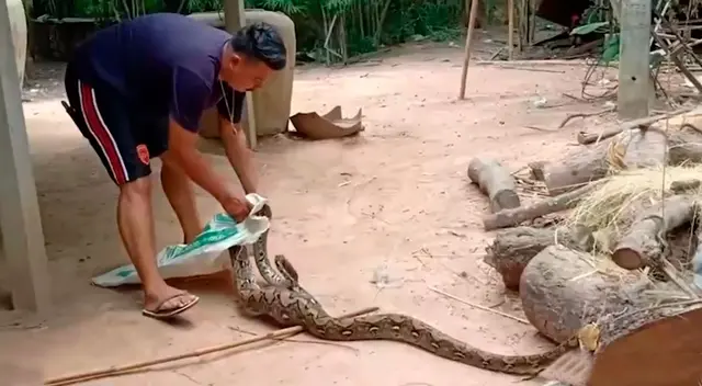 Hombre descubre que su gallo favorito había sido devorado por una pitón gigante Hombre descubre que su gallo favorito había sido devorado por una pitón gigante