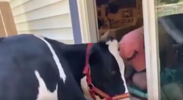 El emotivo video viral de Facebook muestra cómo la vaca se acerca a la casa de su dueño y muge hasta que él salga para darle un ‘fuerte abrazo’. El emotivo video viral de Facebook muestra cómo la vaca se acerca a la casa de su dueño y muge hasta que él salga para darle un ‘fuerte abrazo’.