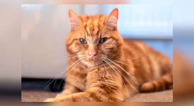 Gatito recorre más de 60 kilómetros para volver con sus antiguos dueños Gatito recorre más de 60 kilómetros para volver con sus antiguos dueños