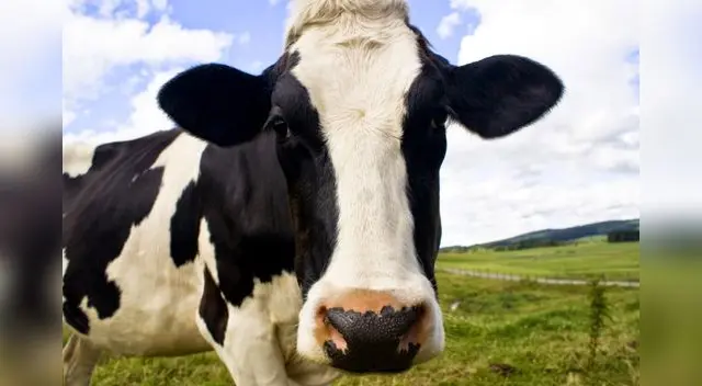 Según relató el dueño del bóvido en Facebook, el animal llamado Jenna tiene la costumbre de visitarlo cada día, porque piensa que él es su ‘mamá’ dado que lo crió desde que era un bebé. Según relató el dueño del bóvido en Facebook, el animal llamado Jenna tiene la costumbre de visitarlo cada día, porque piensa que él es su ‘mamá’ dado que lo crió desde que era un bebé.