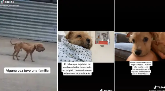 El perro fue abandonado con un cable atado al cuello. El perro fue abandonado con un cable atado al cuello.