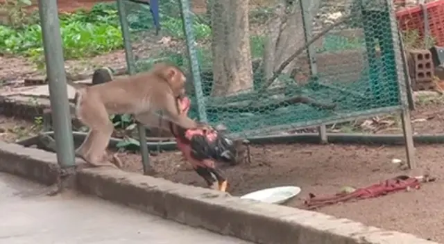 La brutal y divertida pelea de un mono contra una gallina se vuelve viral
