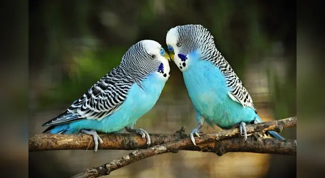 Es importante llevar al periquito a sus revisiones con el veterinario. Es importante llevar al periquito a sus revisiones con el veterinario.