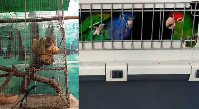 Fiscalía inició investigación contra Hugo Ernesto López Orbegoso por el delito de depredación de flora y fauna silvestre Fiscalía inició investigación contra Hugo Ernesto López Orbegoso por el delito de depredación de flora y fauna silvestre