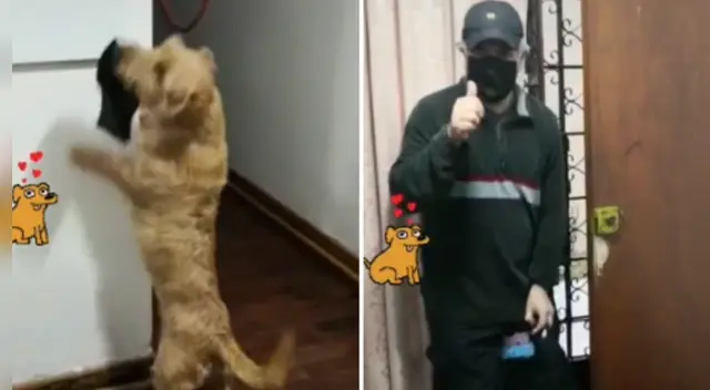 La curiosa reacción del can causó sensación en las redes sociales. La curiosa reacción del can causó sensación en las redes sociales.