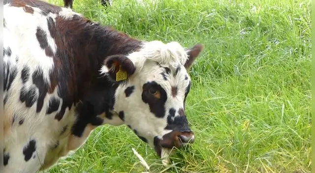 Esta tierna escena se volvió viral en redes sociales, pues el dueño no esperaba que la vaquita lo sorprendería de esa forma. Esta tierna escena se volvió viral en redes sociales, pues el dueño no esperaba que la vaquita lo sorprendería de esa forma.